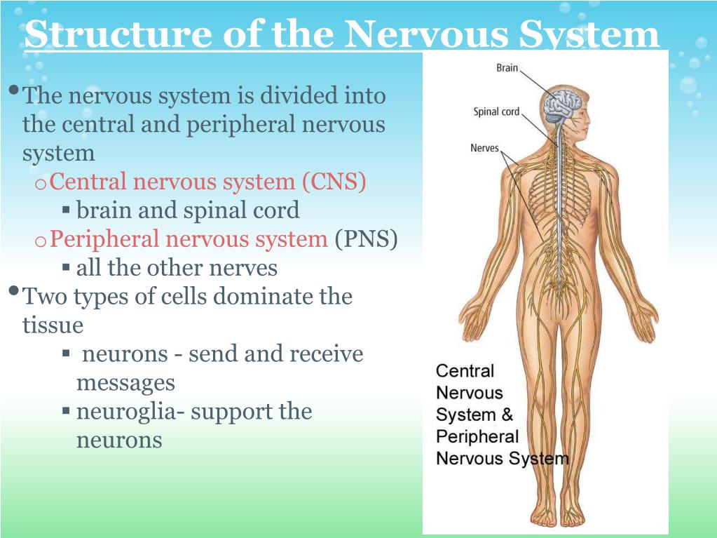 PPT - Nervous System PowerPoint Presentation, free download - ID:2555872