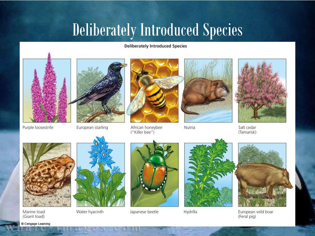 PPT - Sustaining Biodiversity: The Species Approach PowerPoint ...