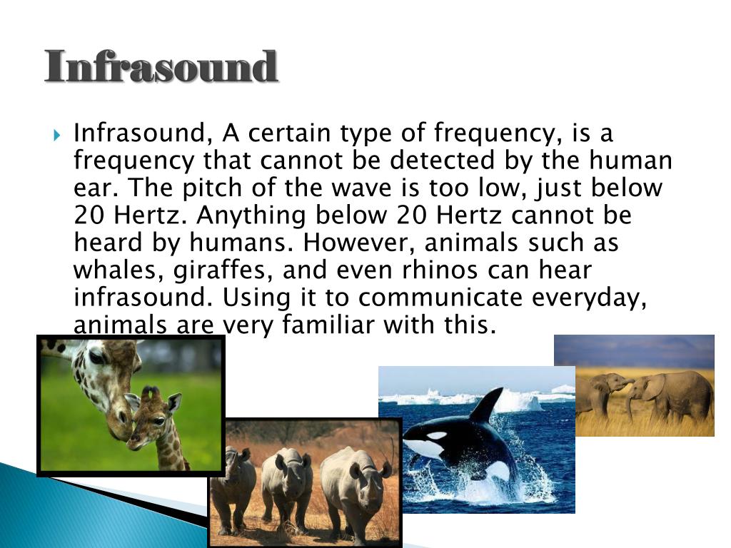 PPT - Infrasound and Ultrasound PowerPoint Presentation, free download -  ID:2558014