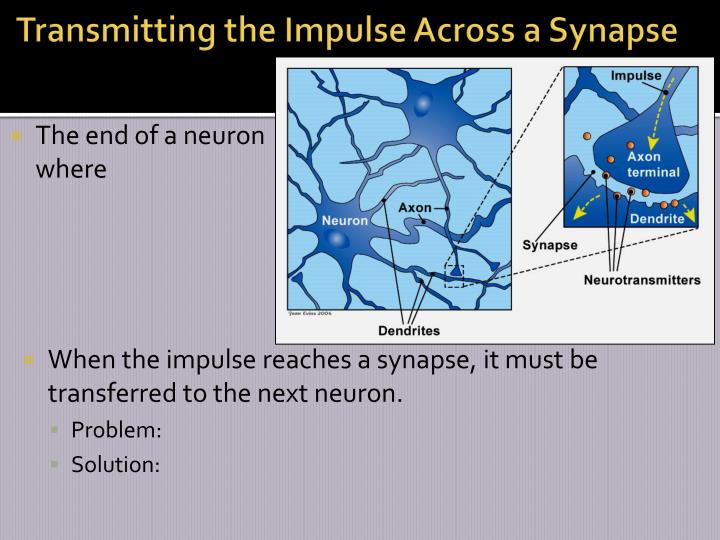 PPT - How do neurons conduct nerve impulses? PowerPoint Presentation ...
