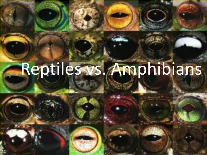 PPT Reptiles vs. Amphibians PowerPoint Presentation, free download