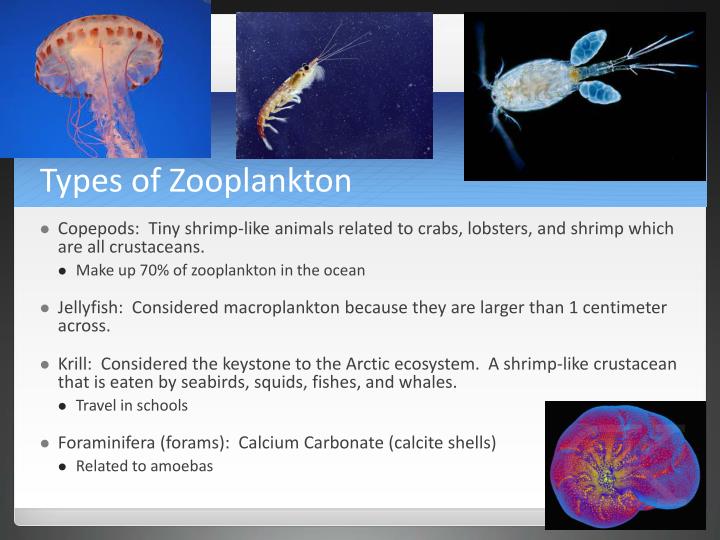 PPT Plankton Algae and Plants PowerPoint Presentation 