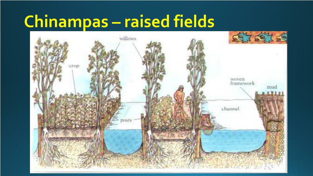 Aztec Fields PPT - Gente de Maiz: Meso-American Civilizations PowerPoint ...