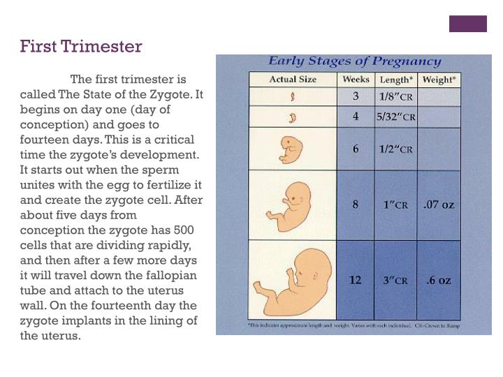 PPT Pregnancy Timeline PowerPoint Presentation ID2561686