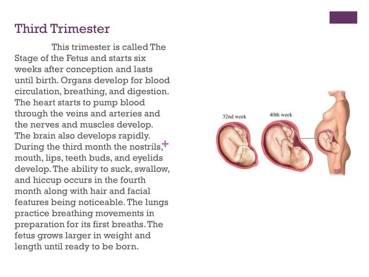 PPT - Pregnancy Timeline PowerPoint Presentation - ID:2561686