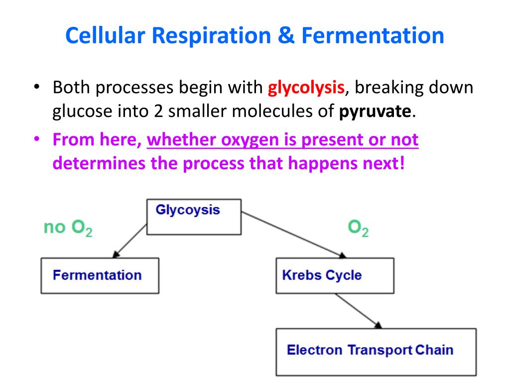 PPT - Cellular Respiration Fermentation2 L