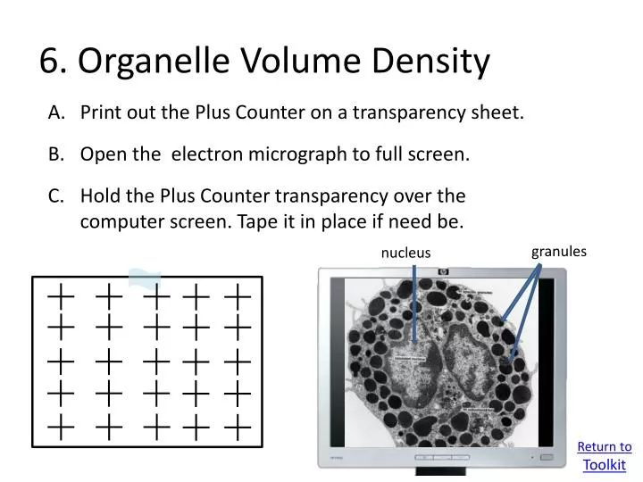 6 organelle volume density n.