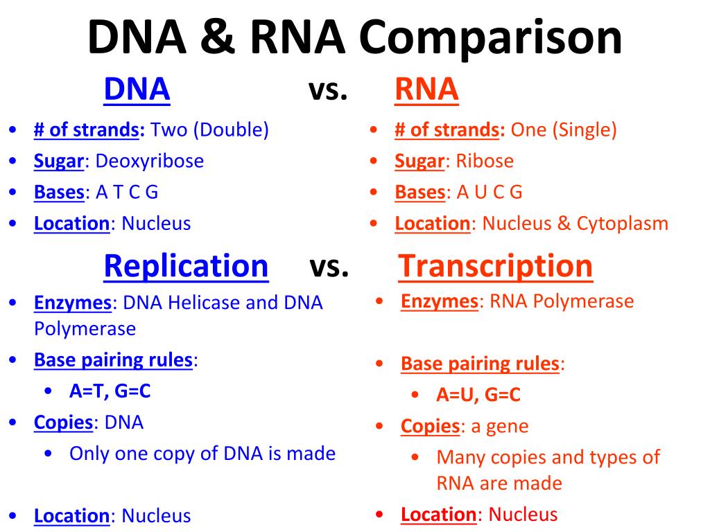 Types of comparisons. DNA vs RNA. Сравнение DNA RNA. Comparison of DNA Types.