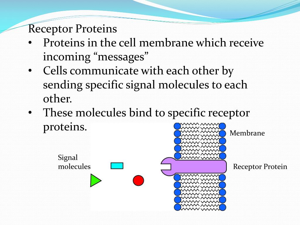 PPT - Receptor Proteins PowerPoint Presentation - ID:2564668 PPT - Receptor Proteins PowerPoint Presentation - ID:2564668