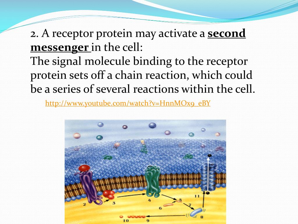 PPT - Receptor Proteins PowerPoint Presentation - ID:2564668 PPT - Receptor Proteins PowerPoint Presentation - ID:2564668