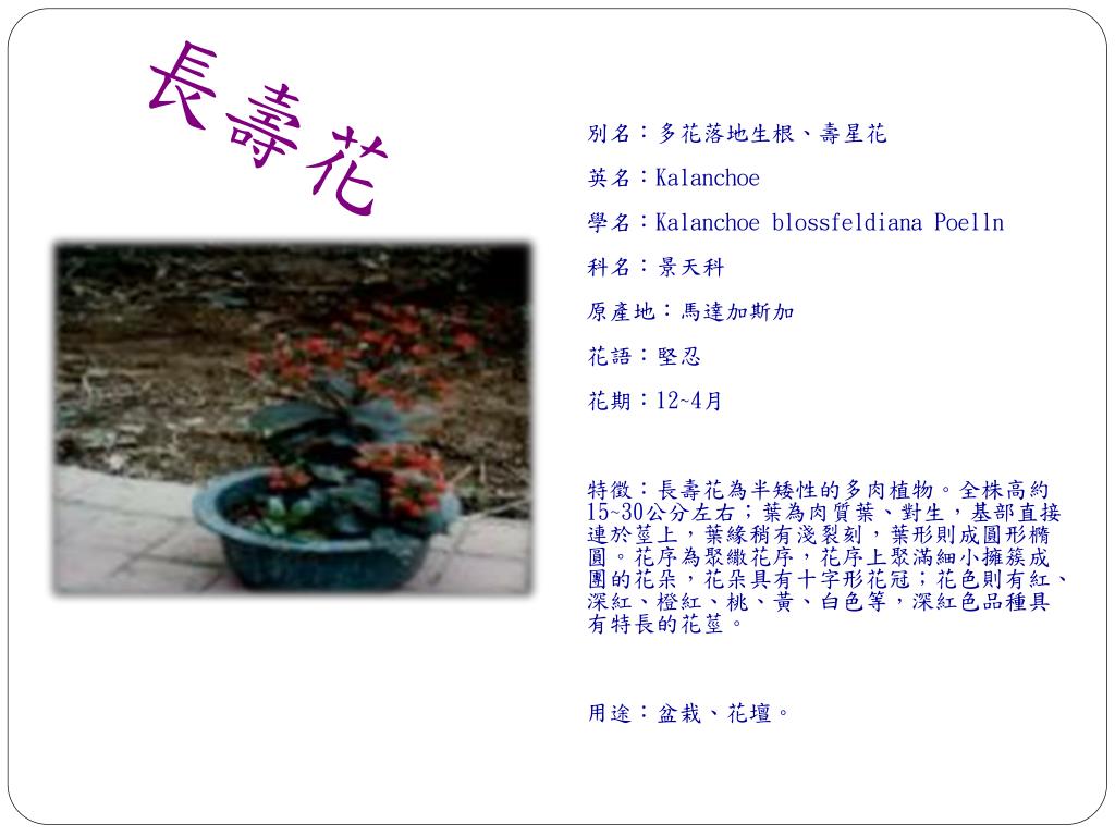 Ppt Tree In The Shihjian S Garden Powerpoint Presentation Free Download Id