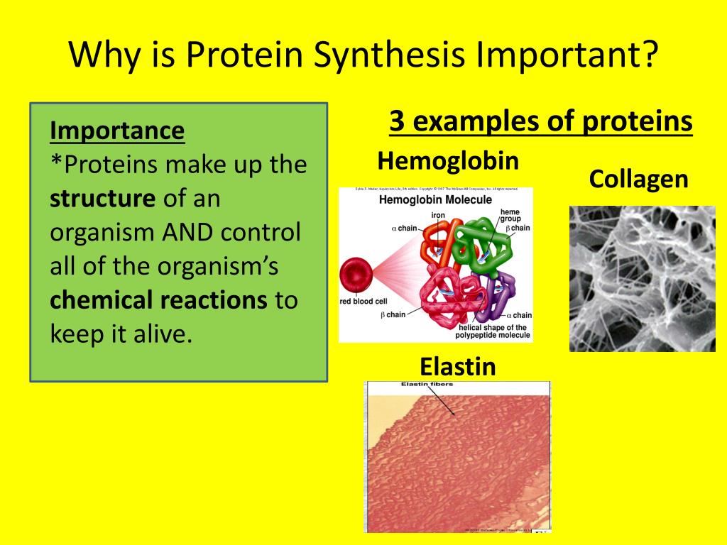 why is it important in protein synthesis