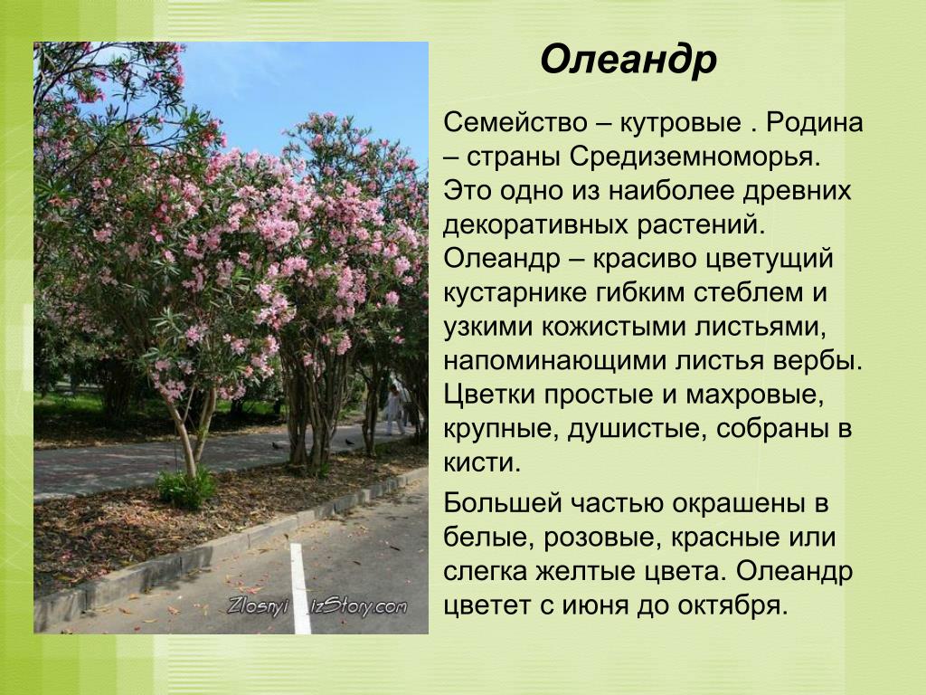 Олеандр простой или сложный Олеандр простой или сложный