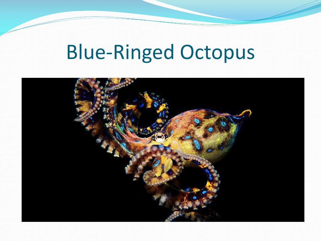 Blue ringed octopus, rare and beautiful animal in Lombok