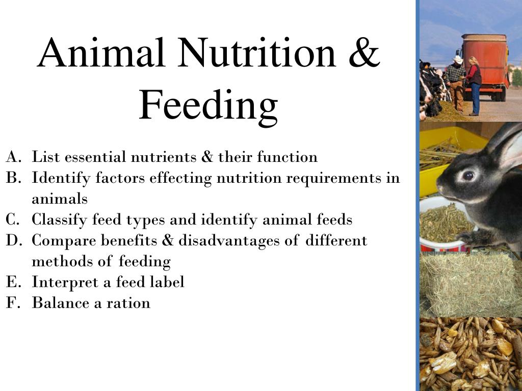 PPT - Animal Nutrition & Feeding PowerPoint Presentation, free download - ID:2570570 PPT - Animal Nutrition & Feeding PowerPoint Presentation, free download - ID:2570570