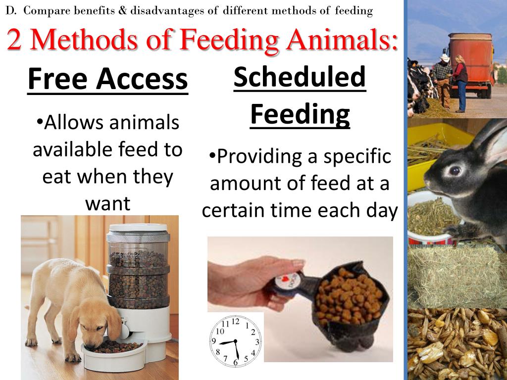 research on animal feeding