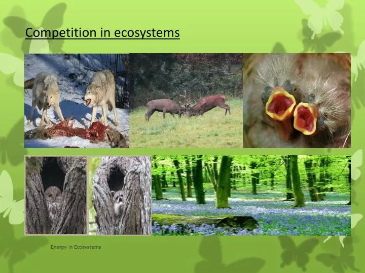 Ppt competition in ecosystems powerpoint presentation free download