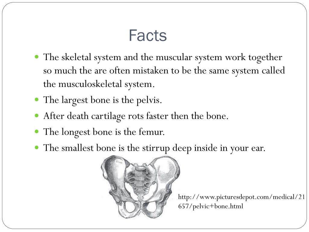 Ppt Skeletal System Powerpoint Presentation Free Download Id2571871 5732