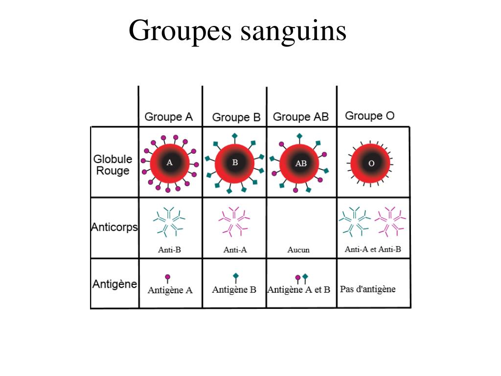 Les Groupes Sanguins Non Compatibles PPT - PHYSIOPATHOLOGIE DES ICTERES PowerPoint Presentation, free
