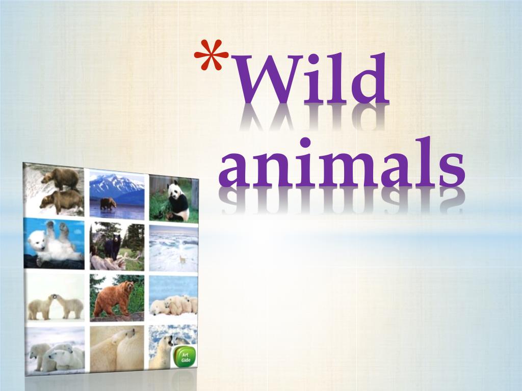 presentation about wild animals