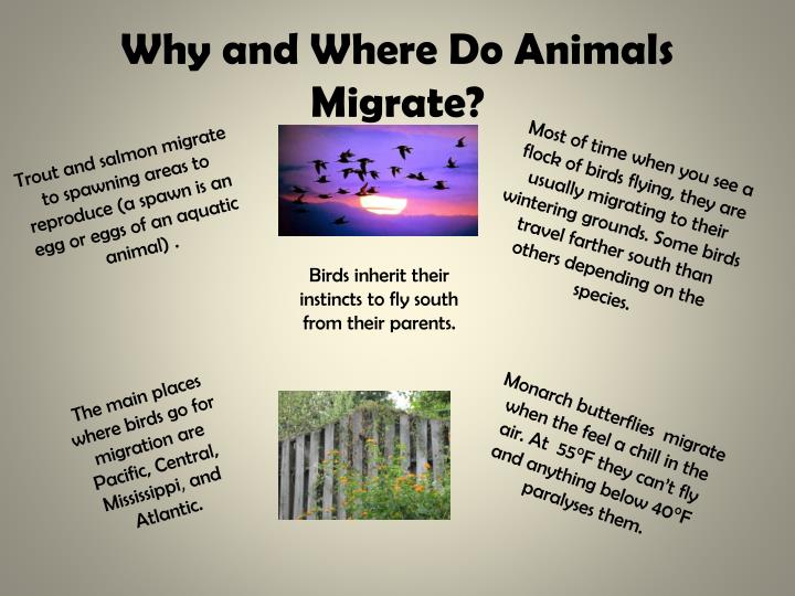 PPT How Animals “Know” PowerPoint Presentation ID2573606