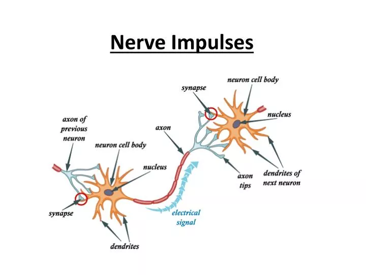 PPT - Nerve Impulses PowerPoint Presentation, free download - ID ...