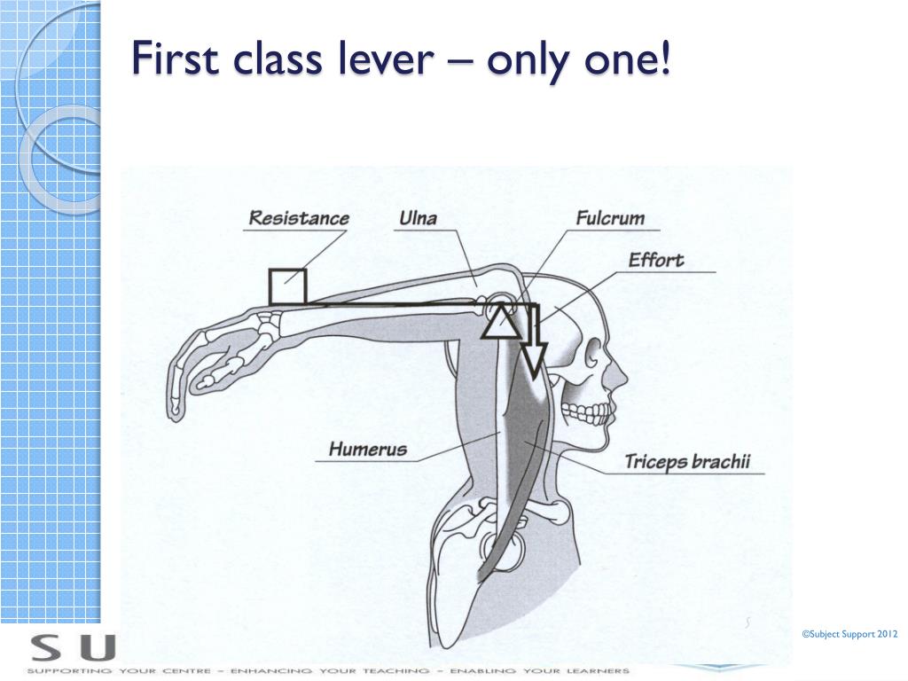 First class lever triceps