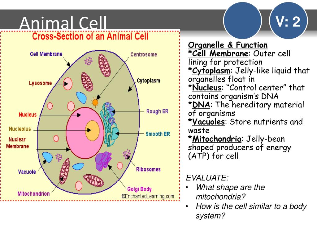 Cell in copybook. Lining Cells. Nuclear Control. Cell Notebook. Each cell