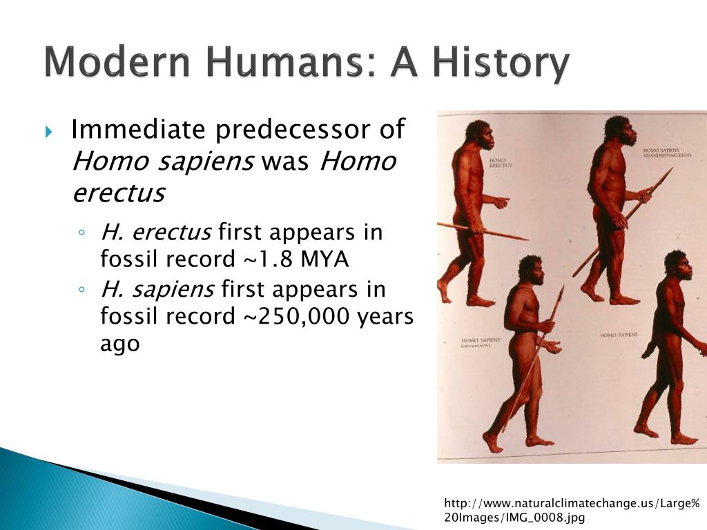 Modren Human PPT - Evolution of Modern Humans: Genetic Diversity and Biological Race ...