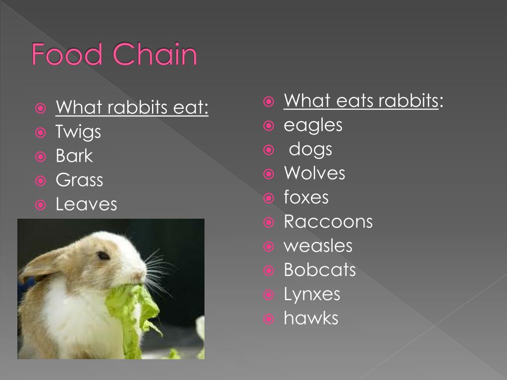 Rabbits PowerPoint Presentation, free download Biology Diagrams