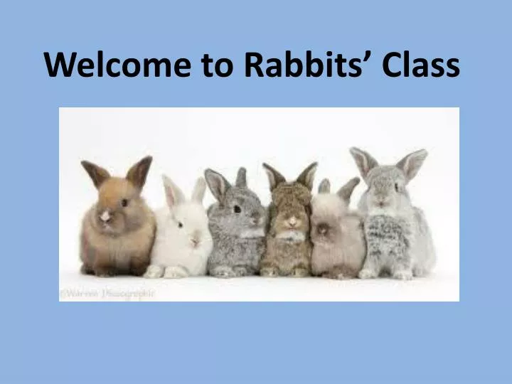 PPT - Welcome to Rabbits’ Class PowerPoint Presentation, free download ...