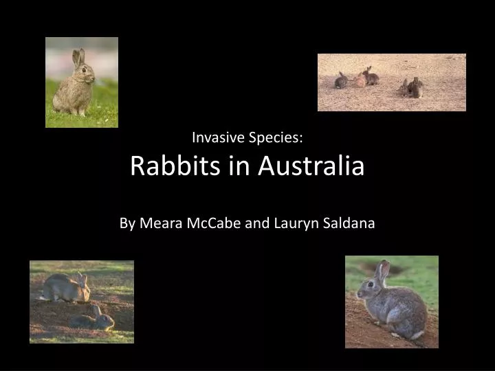 rabbit predators in australia rabbit predators in australia