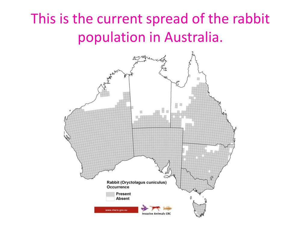 PPT Invasive Species Rabbits in Australia PowerPoint Presentation