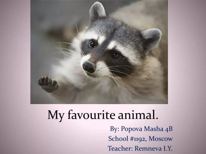 presentation my favourite animal