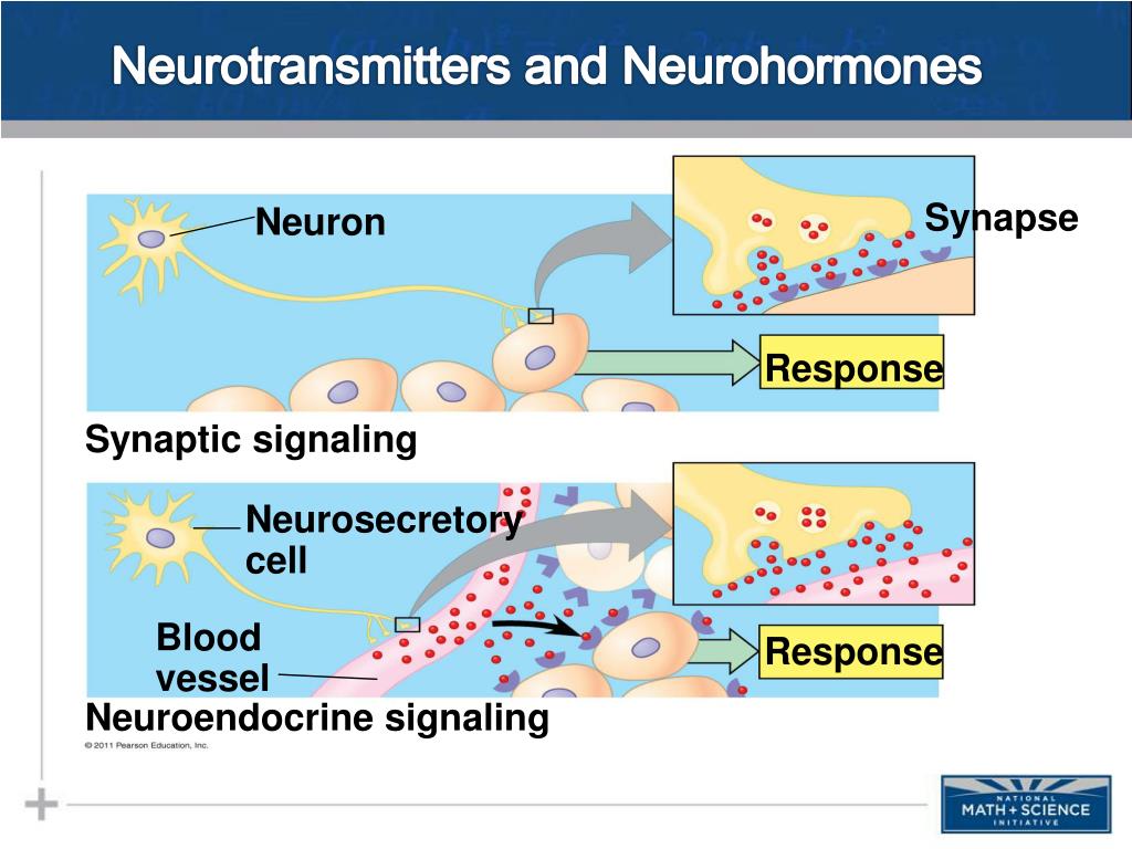 PPT - Endocrine & Cell Communication Part I: Introduction To ...