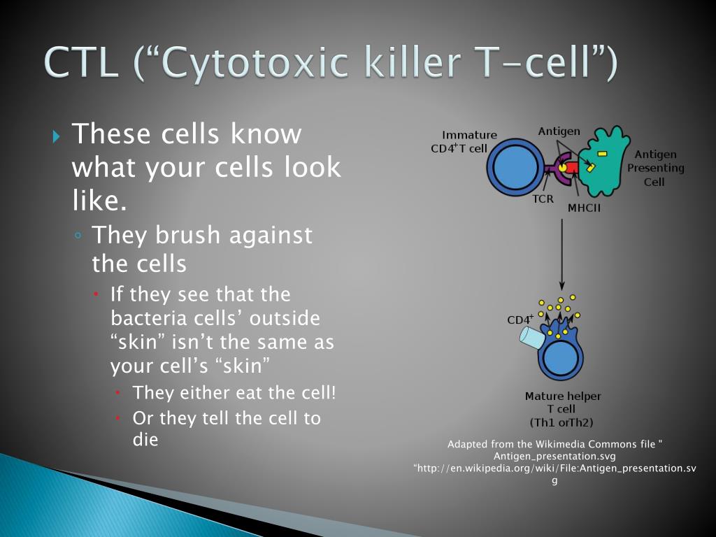 File:Antigen presentation.svg - Wikipedia