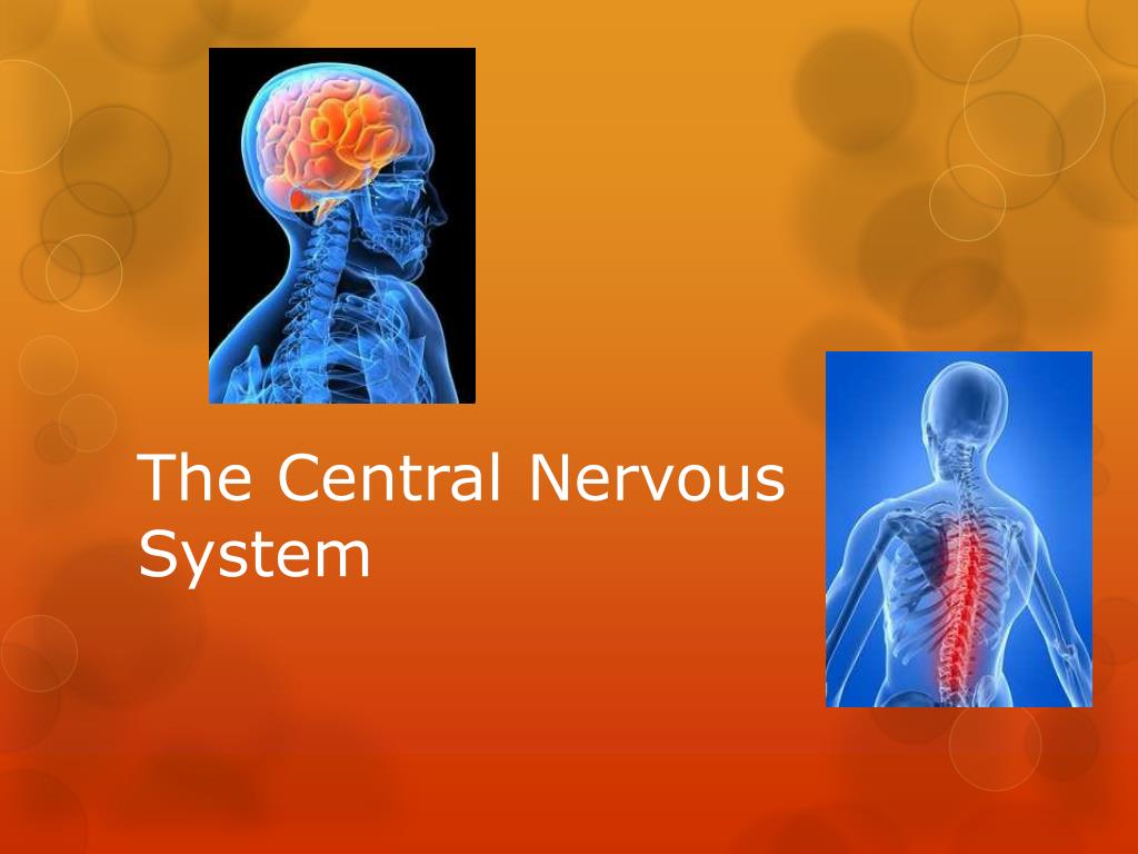 powerpoint presentation nervous system background powerpoint