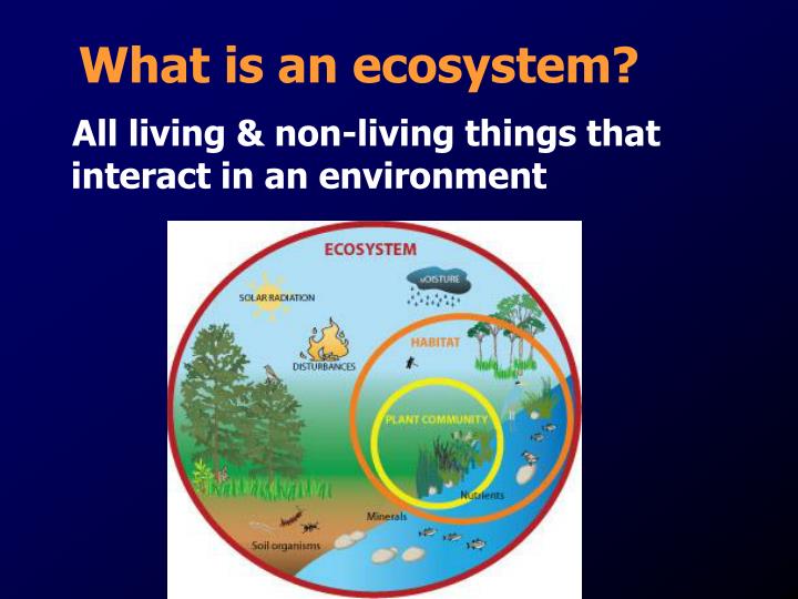 PPT - Ecosystem Model PowerPoint Presentation - ID:2578627