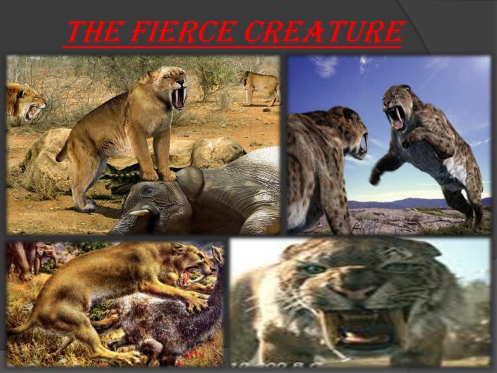 PPT - Saber Tooth Tiger PowerPoint Presentation - ID:2581445