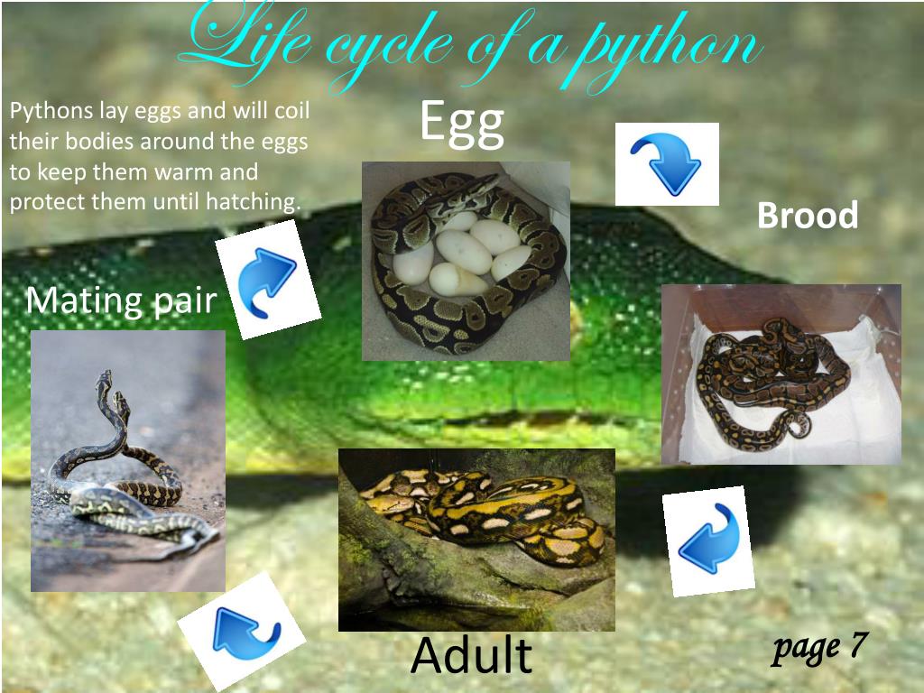 PPT - Pythons PowerPoint Presentation, free download - ID:2582662