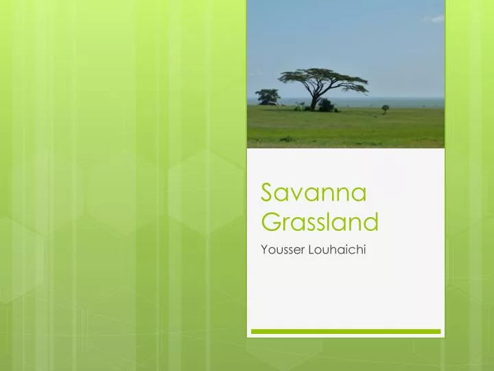 savanna grassland features Tropical & subtropical grasslands, savannas biodiversity features the semi-arid lowlands around the head of the gulf of carpentaria form a notable disjunction in. savanna grassland features Tropical & subtropical grasslands, savannas biodiversity features the semi-arid lowlands around the head of the gulf of carpentaria form a notable disjunction in.