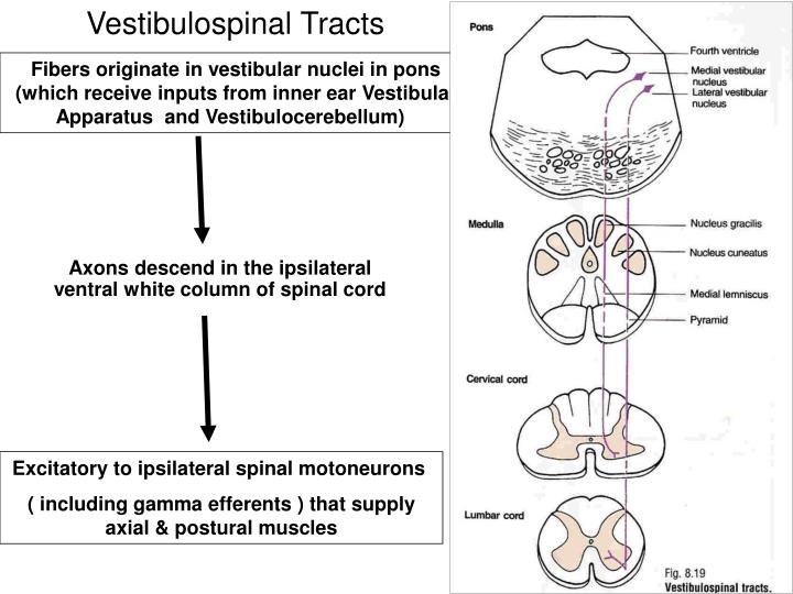 PPT - Physiology of Motor Tracts PowerPoint Presentation - ID:2582885
