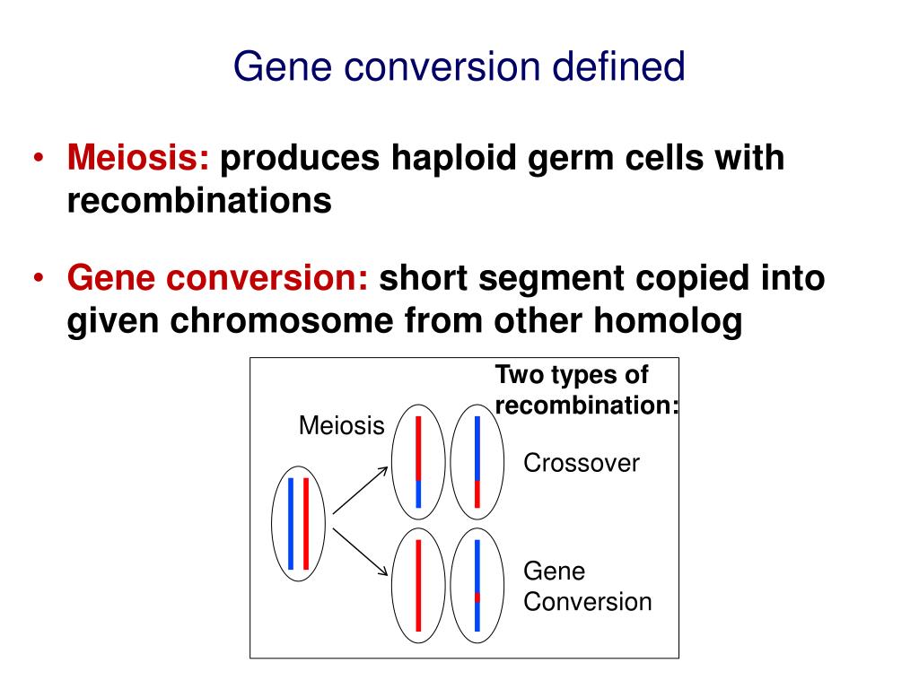 PPT Meiotic gene conversion in humans rate, sex ratio, and GC bias