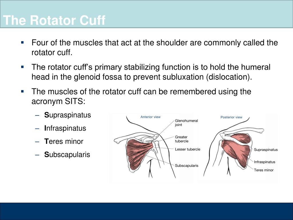 PPT - The Shoulder PowerPoint Presentation, free download - ID:2583526