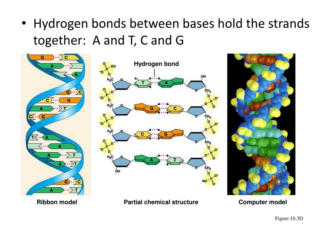 hydrogen bonds in dna