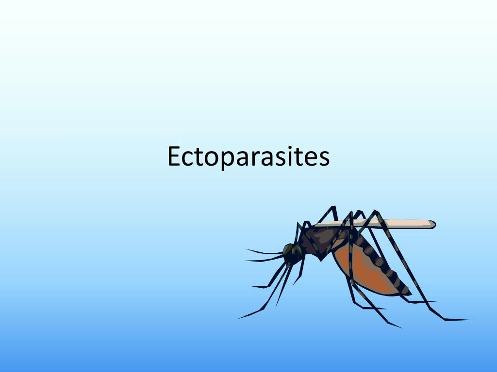 PPT - Ectoparasites PowerPoint Presentation, free download - ID:2585028
