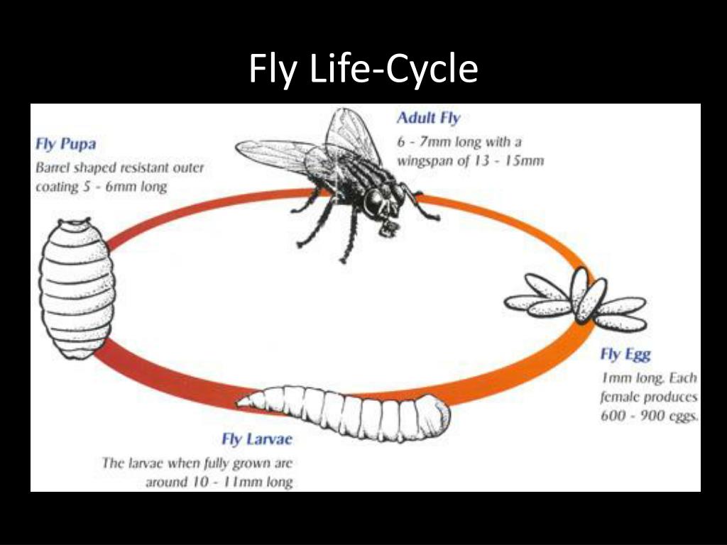 Life Cycle Of Blow Fly
