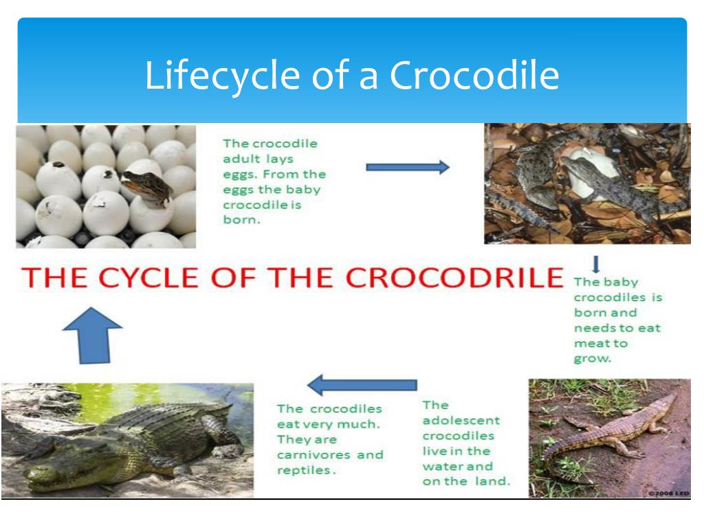 Saltwater Crocodile Life Cycle