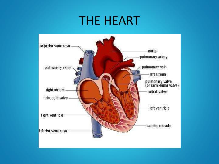 PPT - Year 11 GCSE PE THE CARDIOVASCULAR SYSTEM PowerPoint Presentation