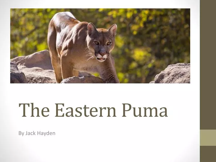 the eastern puma n.